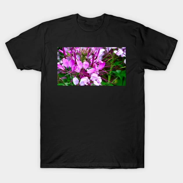 Vietnam - fleur sur le plateau de Ha Giang T-Shirt by franck380